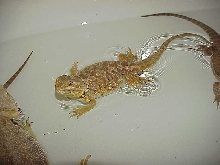 Voodoo in the bath