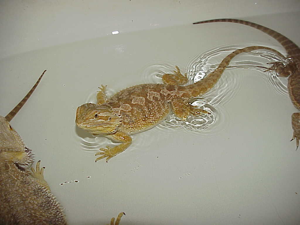 Voodoo in the bath