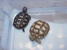 Zaharra and Marley
