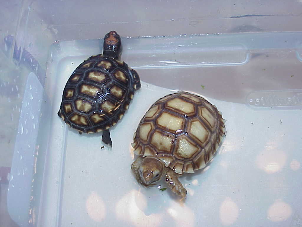 Zaharra and Marley