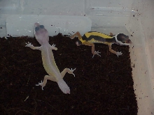 Tail loss in banana blizzard and jungle babies