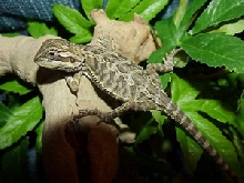 One of the babies out of sundial coral x red/gold sandfire