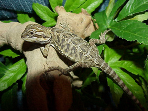 One of the babies out of sundial coral x red/gold sandfire