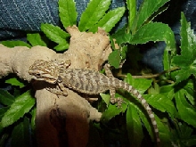 cool looking beardie
