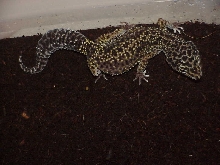 Almost black normal  female leopard gecko