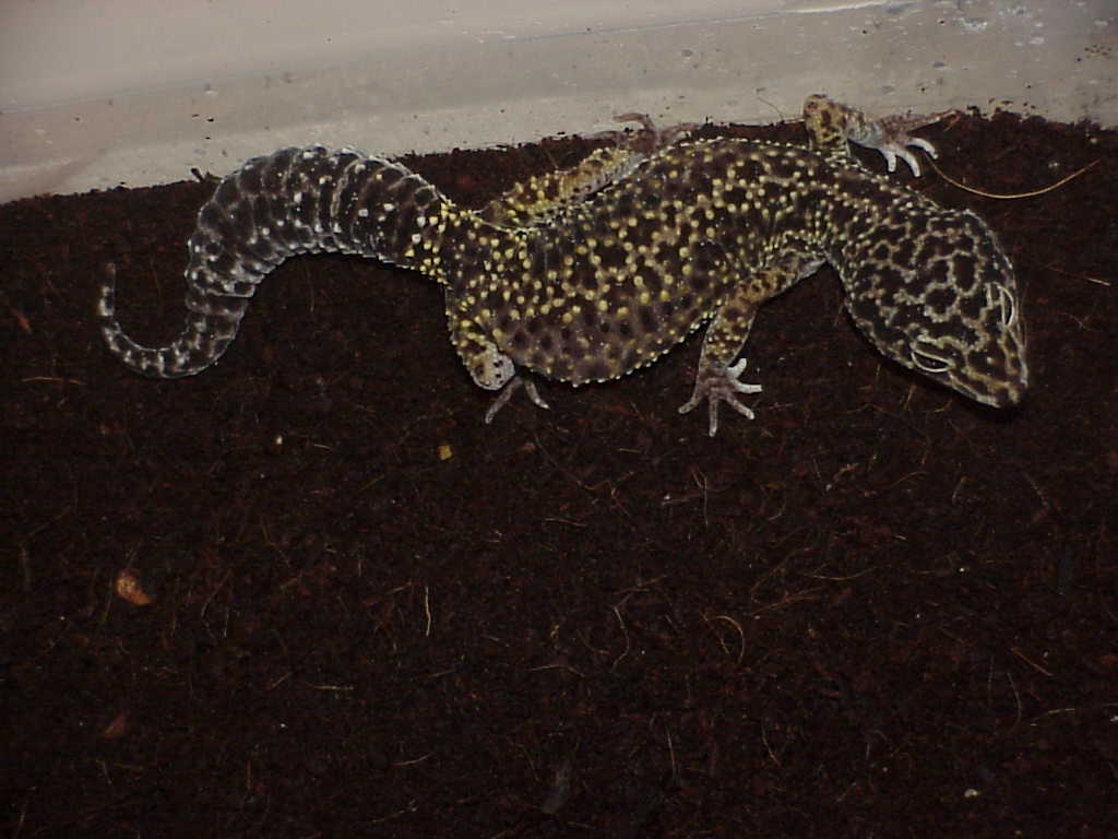 Almost black normal  female leopard gecko