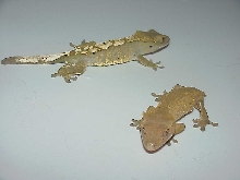 My two sub adult cresteds male/female