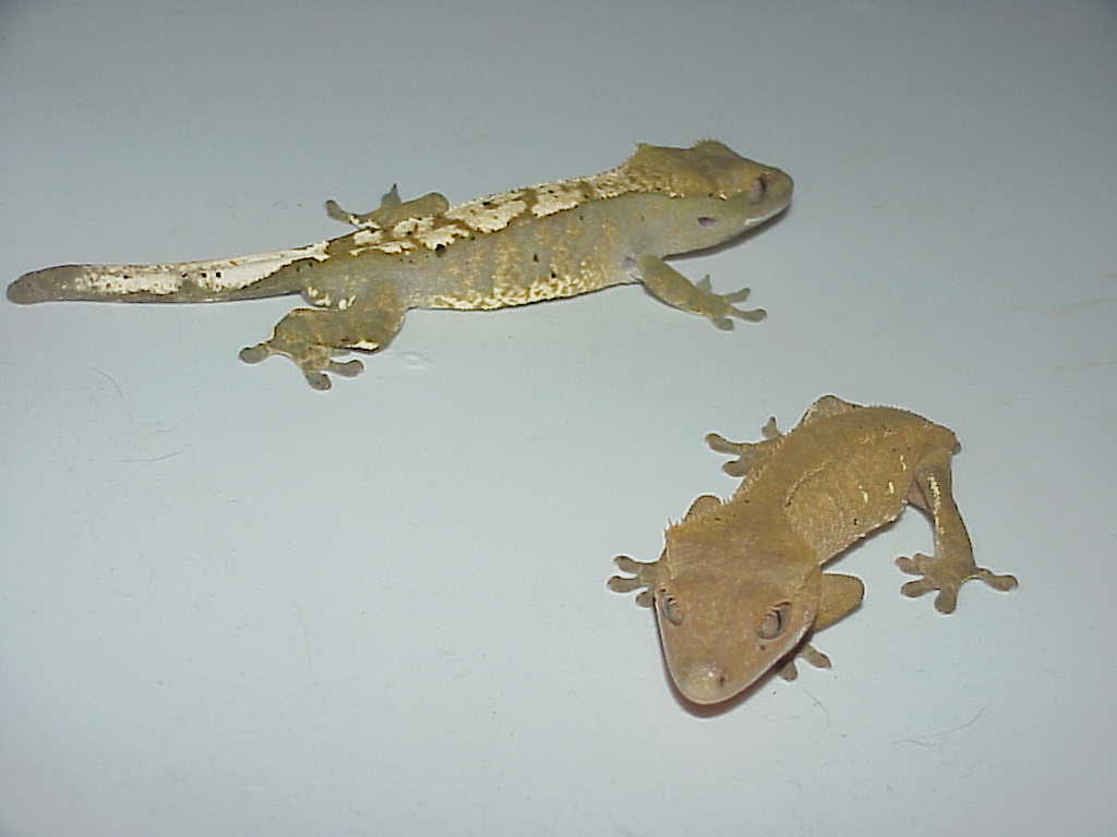 My two sub adult cresteds male/female