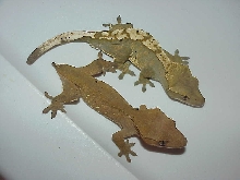My sub adult pair of cresteds