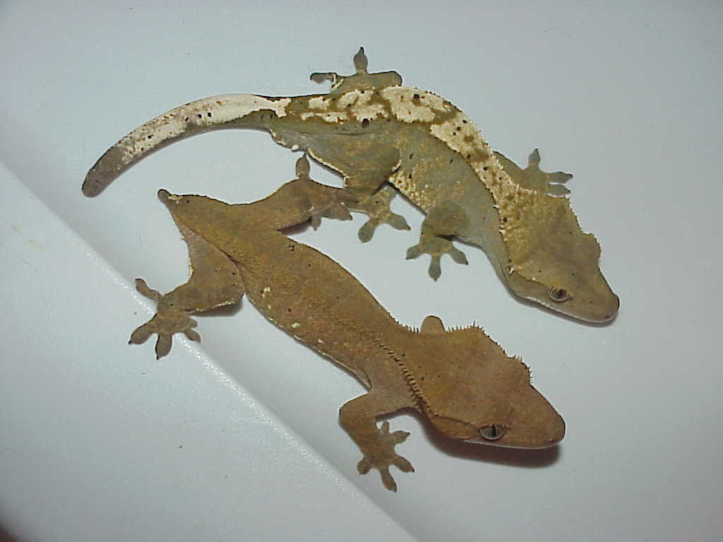 My sub adult pair of cresteds