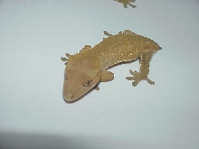 Closer Picture of the female crested