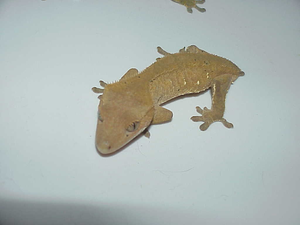 Closer Picture of the female crested