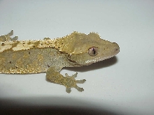 Male crested sub adult