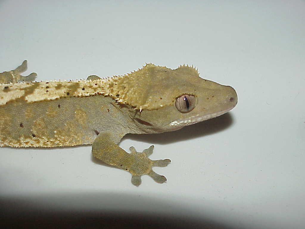 Male crested sub adult