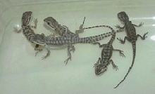 Snow x Orange Sandfire babies at 2 weeks