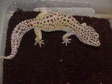 Possible ghost/pastel leopard gecko female