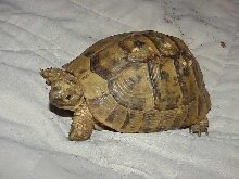 Our Male Greek Tortoise  6 yrs old