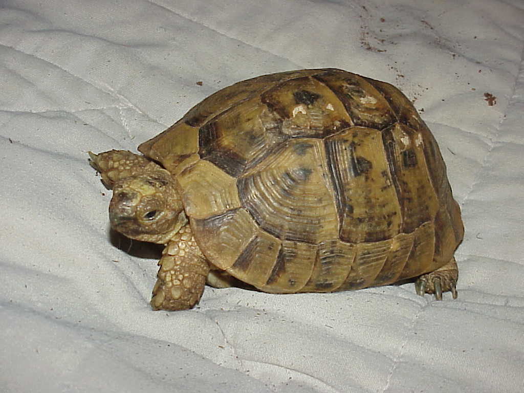 Our Male Greek Tortoise  6 yrs old