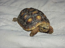 Isis 1 yr old possible female