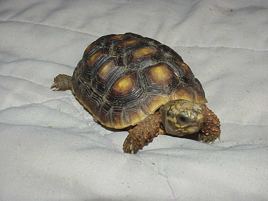 Isis 1 yr old possible female