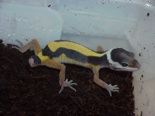 bandit jungle female baby leo with tail loss