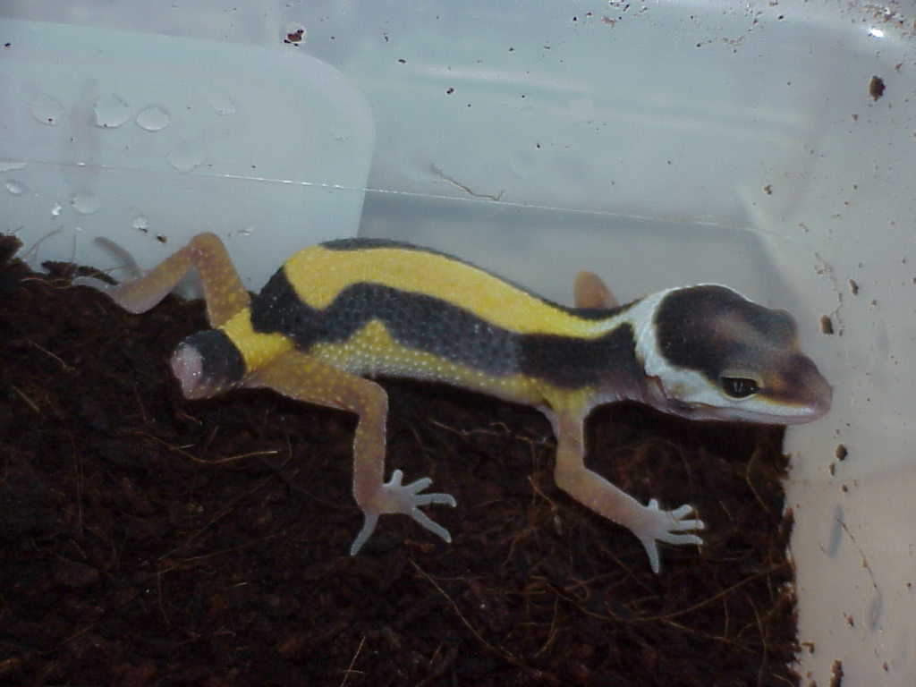 bandit jungle female baby leo with tail loss
