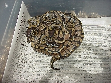 My first maternal hatched babies