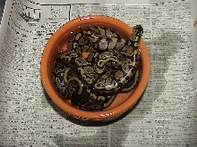 Bath time after hatching