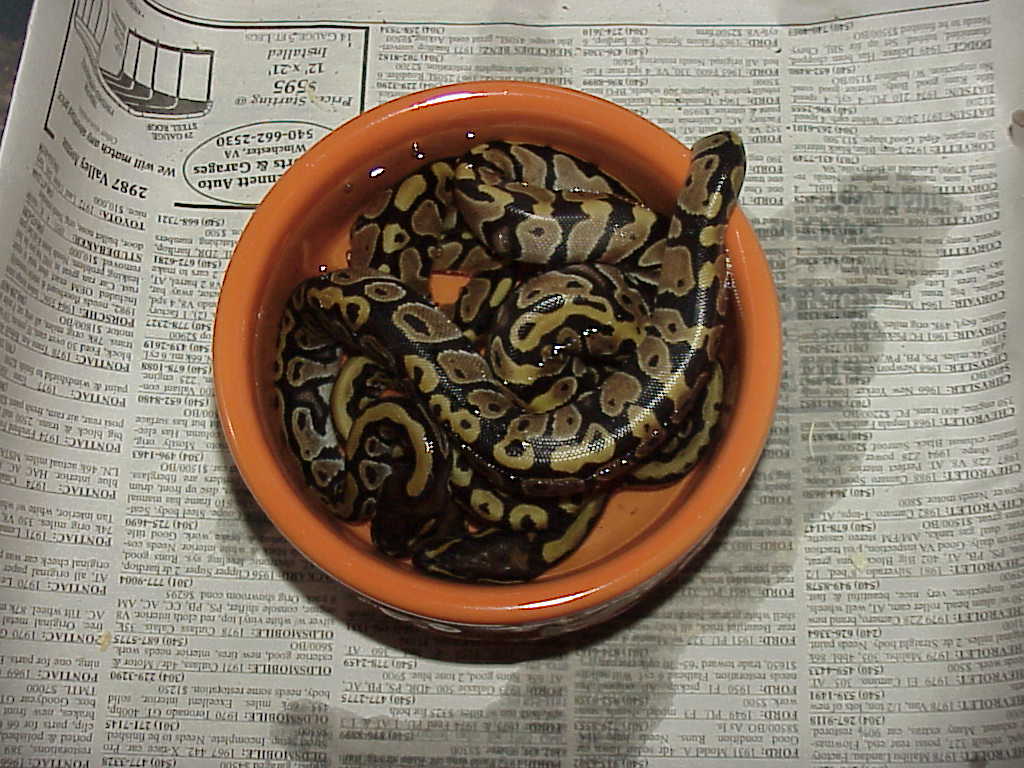 Bath time after hatching