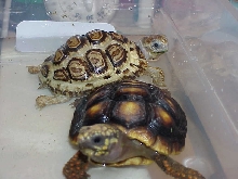 "Velvet" Leo Tort and "Isis" Red Foot