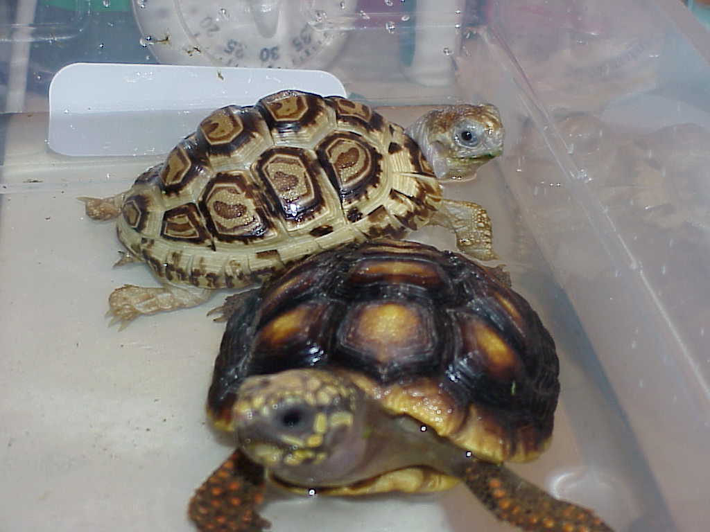 "Velvet" Leo Tort and "Isis" Red Foot