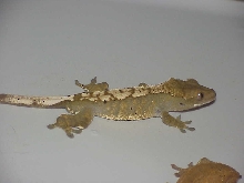 Side of male crested