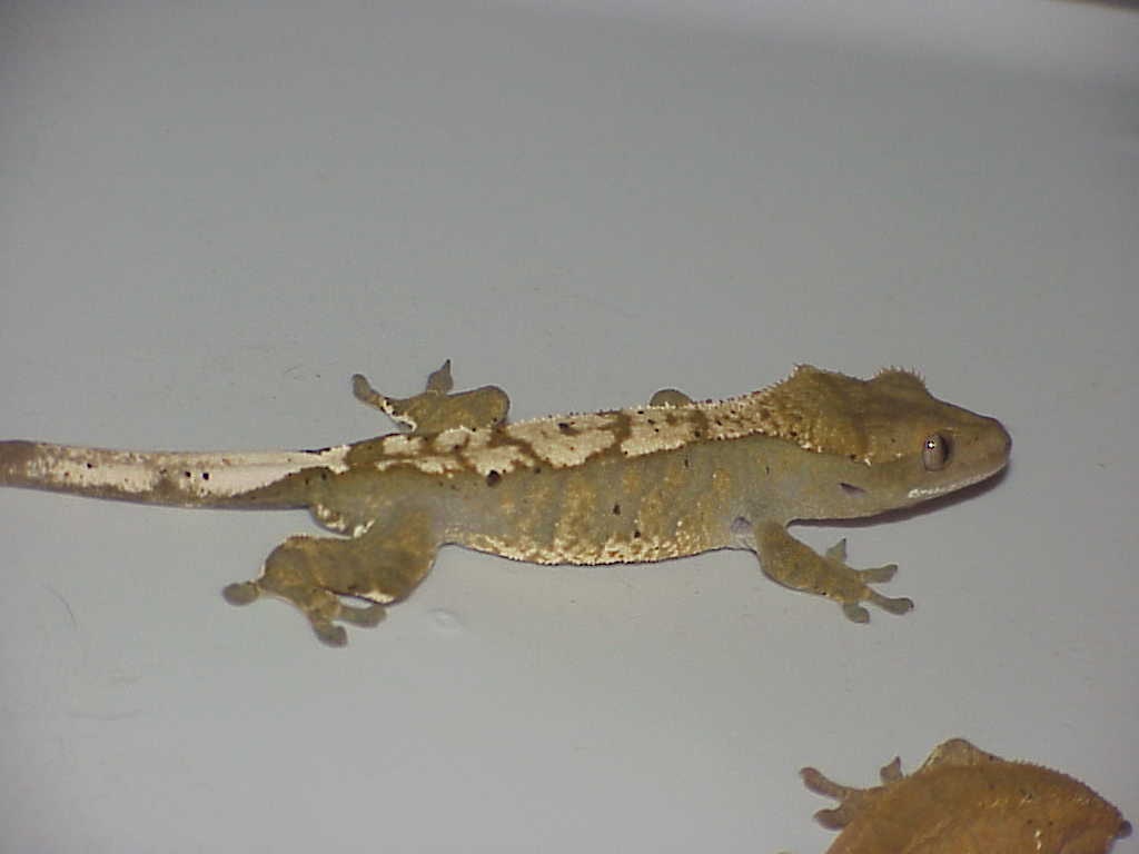 Side of male crested