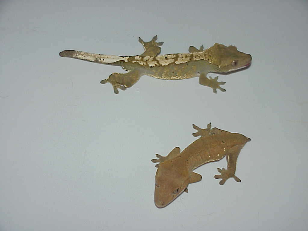 Sweet Male and Female cresteds