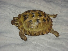 Our Male Russian Tortoise