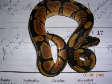 my granite female
