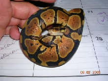 sweet looking granite female