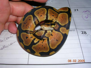 sweet looking granite female