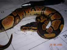 granite female ball