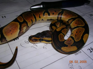 granite female ball