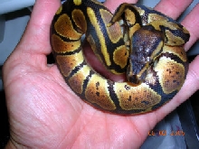 granite female ball