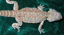 14 month old female Orange Sandfire "Banshee"