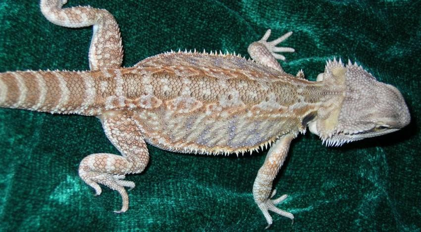 14 month old female Orange Sandfire "Banshee"