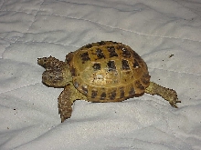 Our Smaller Female Russian