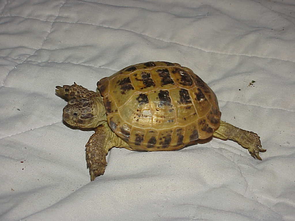 Our Smaller Female Russian