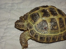 Our Bigger Female Russian Tort 7 yrs old