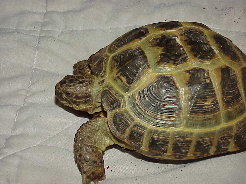Our Bigger Female Russian Tort 7 yrs old