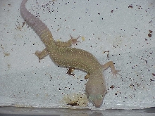 Patternless leopard gecko female