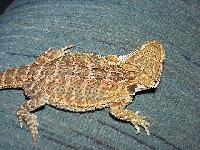 cool picture of Puff