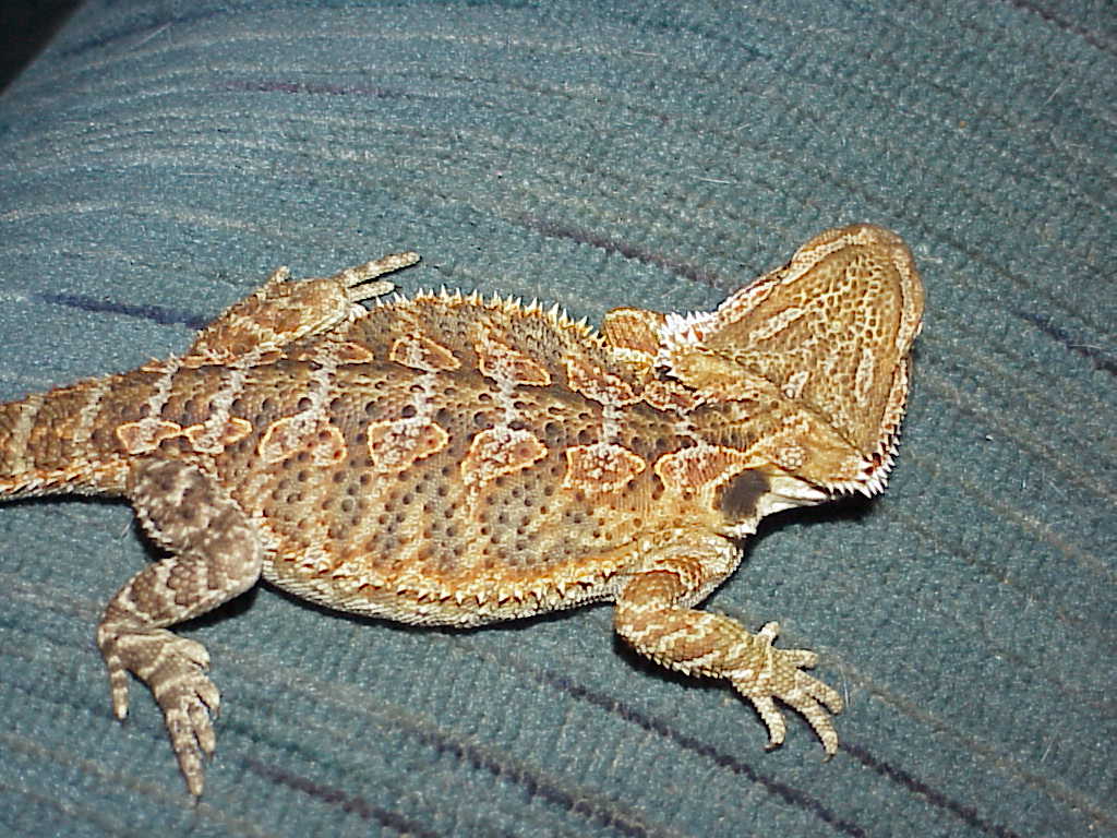 cool picture of Puff